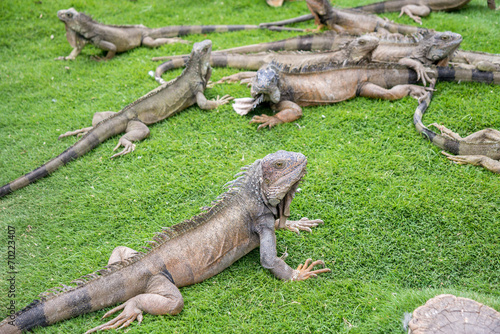 Iguanas enjoying the summer weather at a park