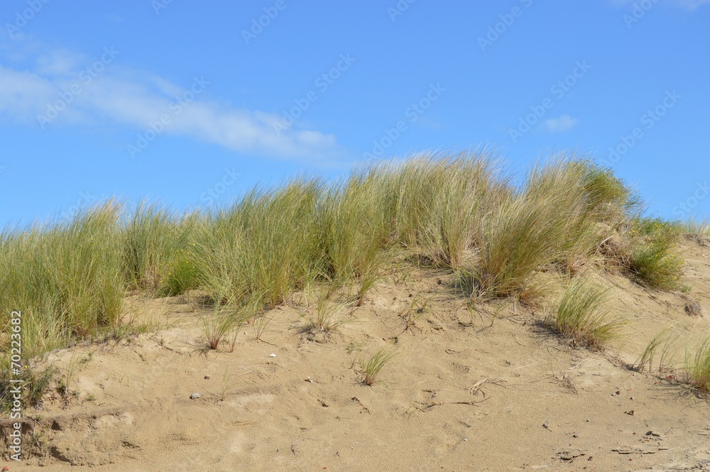Dune grass