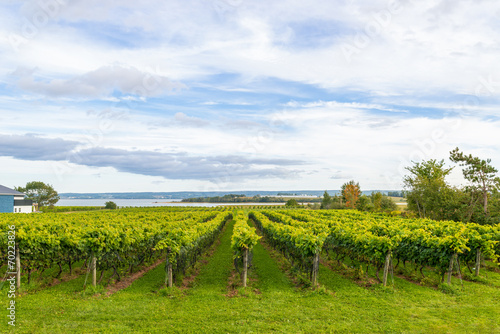 Beautiful rows of grapes before harvesting