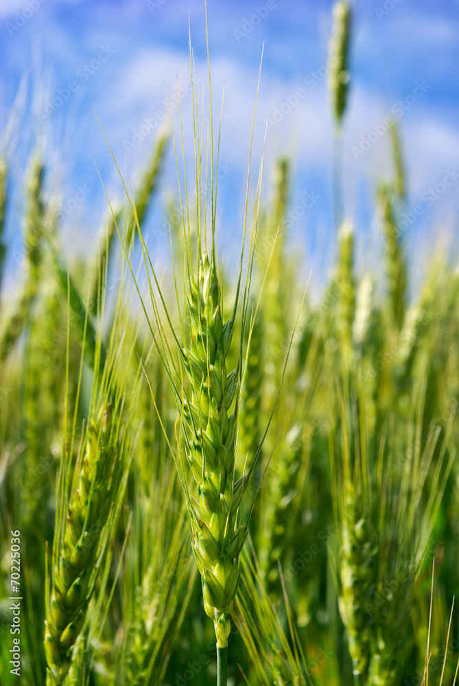 Young ears of grain on the background of blue sky