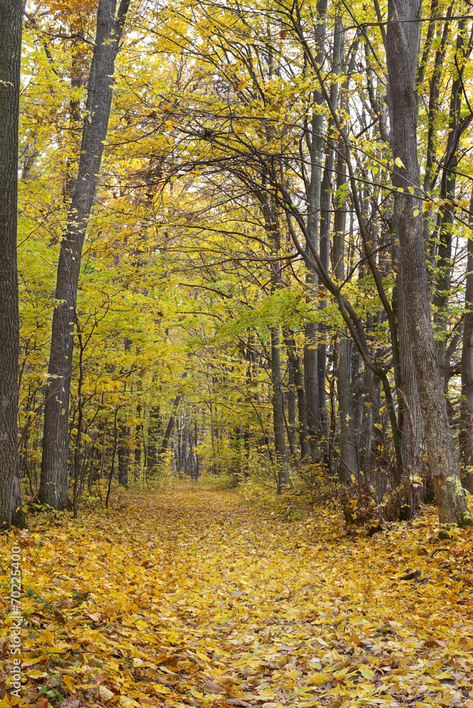 Trees in the autumn forest among yellow leaves Trees in the autumn forest among yellow leaves