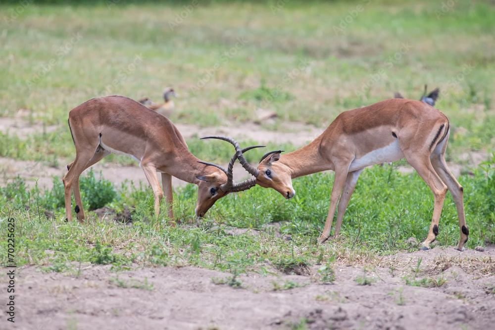 Two male impala fight in for the herd with best territory Two male impala fight in for the herd with best territory