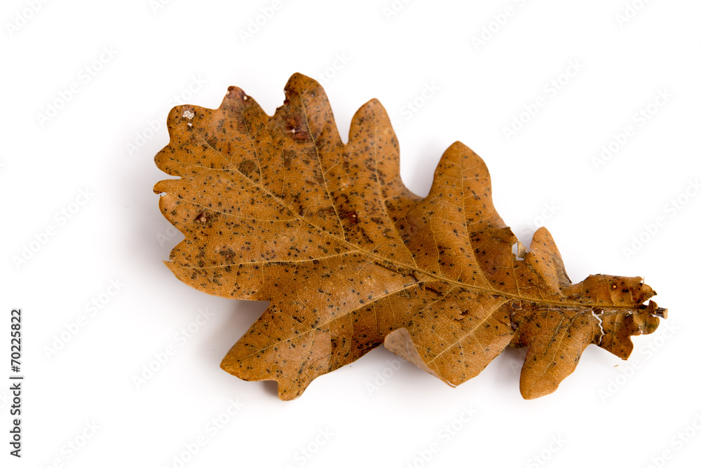 Naklejka premium Einzelnes Eichenblatt im Herbst