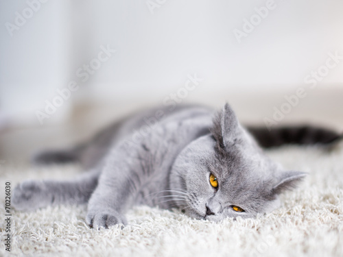 Wallpaper Mural Grey cat laying on the floor Torontodigital.ca