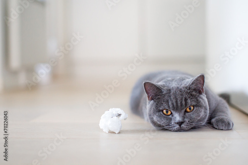Wallpaper Mural Grey cat laying on the floor Torontodigital.ca