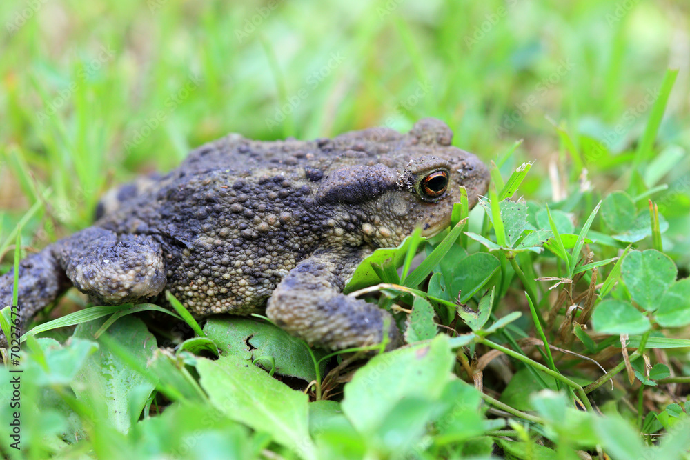 Fototapeta premium The brown Toad