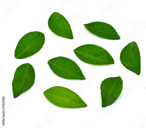Citrus leaves
