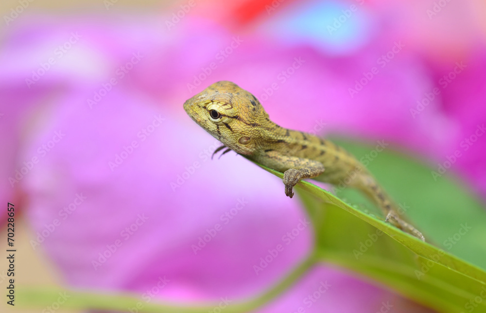Fototapeta premium Lizard