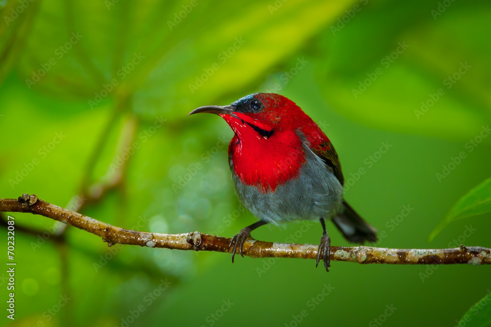 Close up of Crimson Sunbird catch on branch Close up of Crimson Sunbird catch on branch