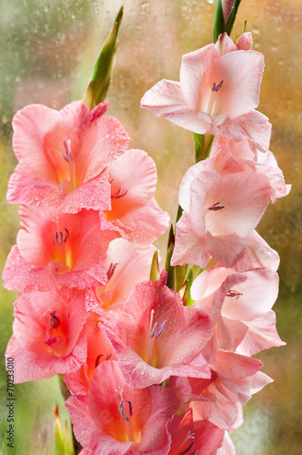 Bouquet of beautiful pink gladiolus