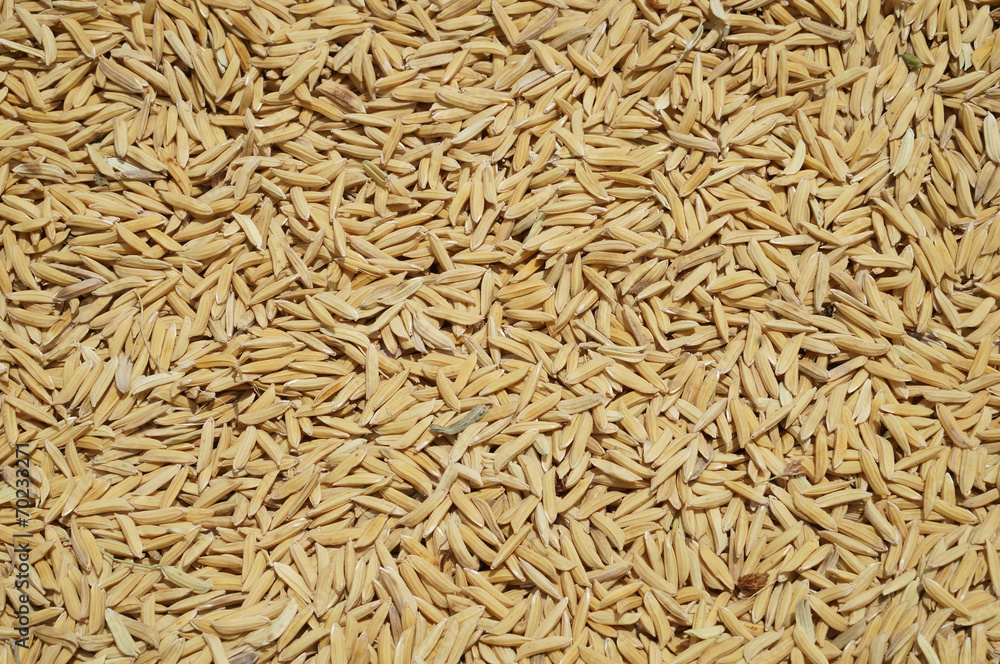kernel rice in thailand kernel rice in thailand