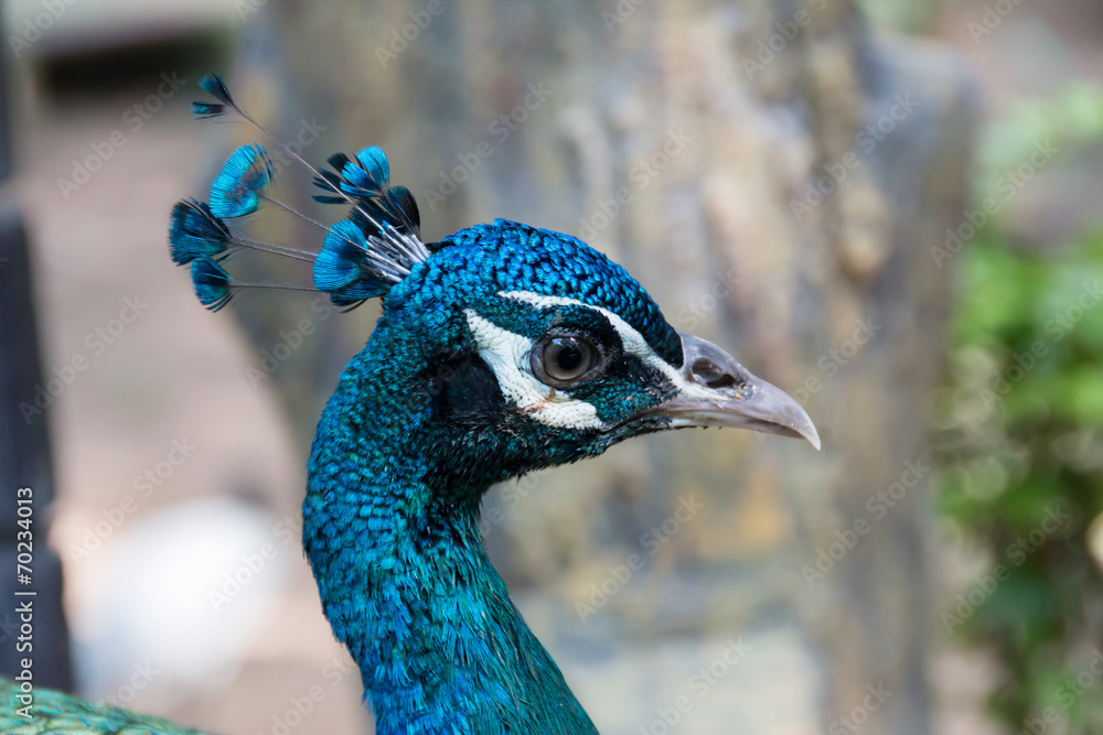 Obraz premium Peacock