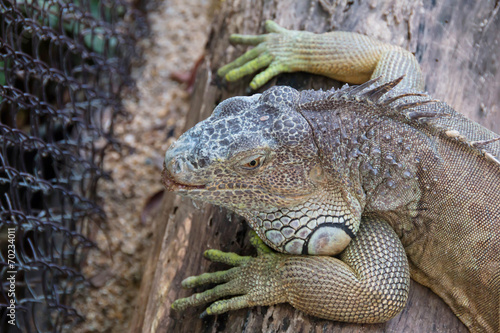 Green Iguana - Iguana iguana