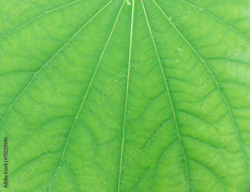 Abstract green leaf texture for background