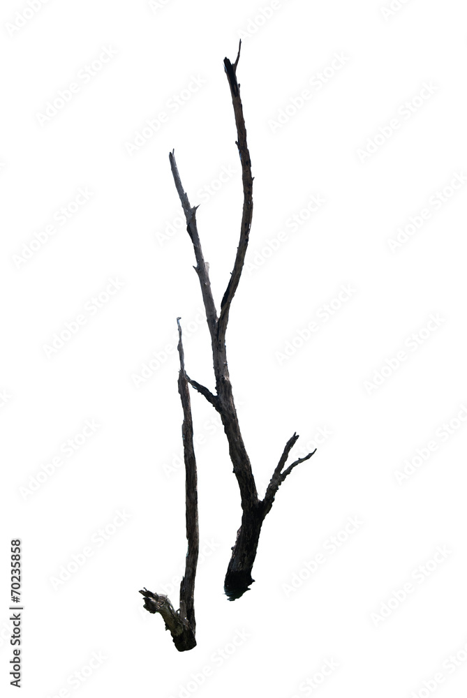 Barren tree on isolated background. Barren tree on isolated background.