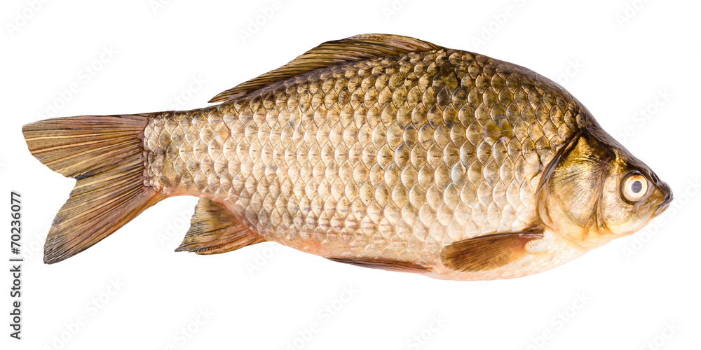 crucian isolated on white background crucian isolated on white background