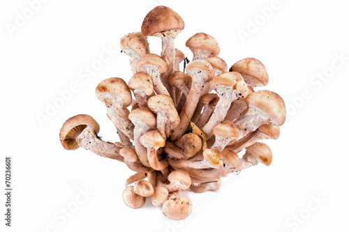 Φωτογραφία Honey fungus, or Armillaria or оpenky