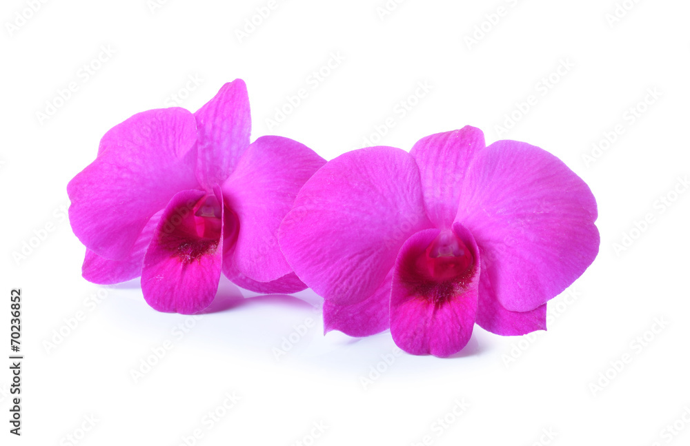 Purple Orchid Flower isolated on white background Purple Orchid Flower isolated on white background