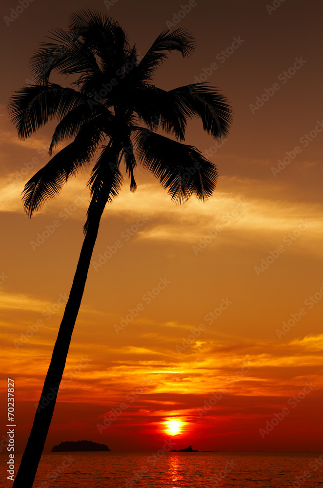 Palm tree silhouette at sunset, Chang island, Thailand