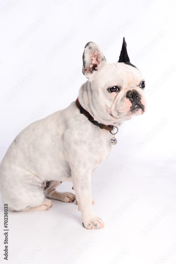 isolated studio shot of french bulldog on white background