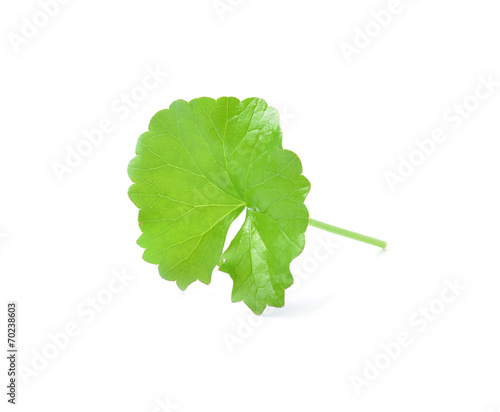 Centella asiatica, Asiatic Pennywort,(Centella asiatica (Linn.)