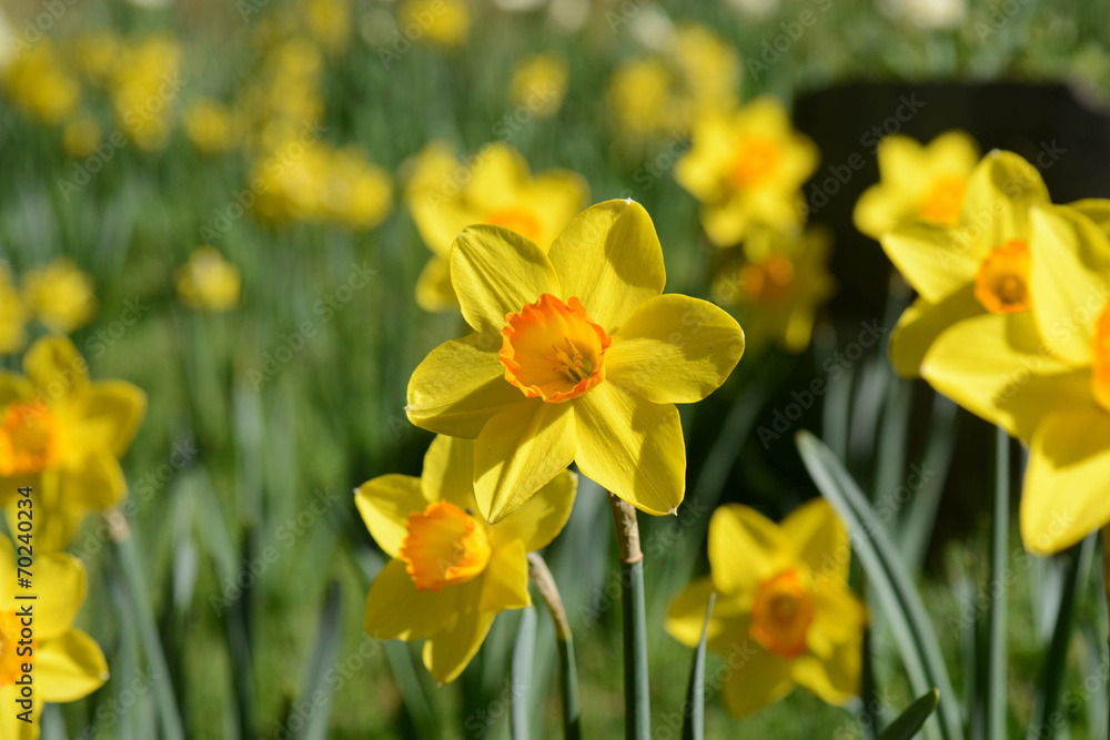 Daffodil in Spring