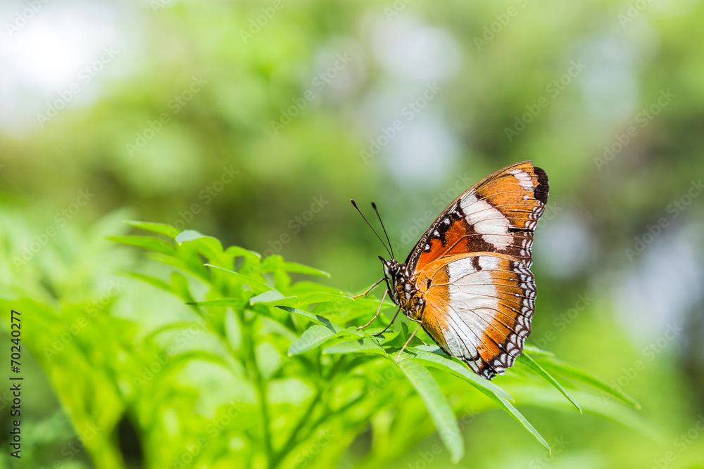 Obraz premium butterfly on green leaf in garden