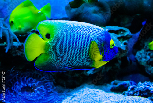 tropical fish Pomacanthus