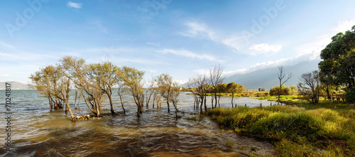 Photos Trees growing from the lake with nice green hills on the backgro