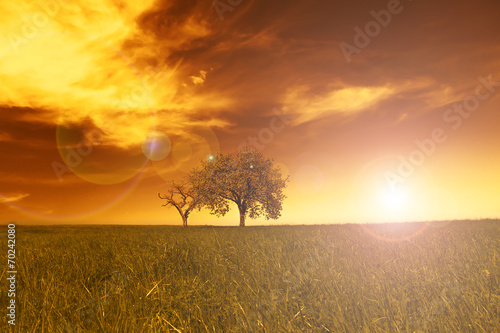 Field,trees,sunset