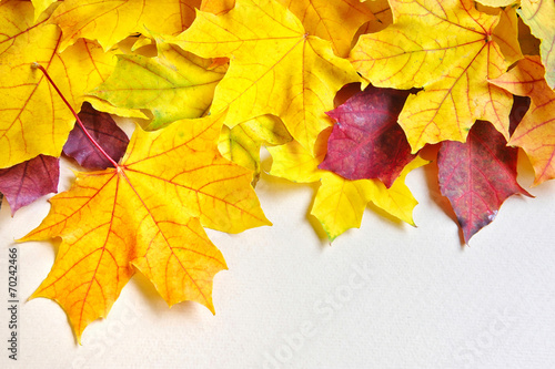 Autumn leaves over against the background of a sheet of paper. W