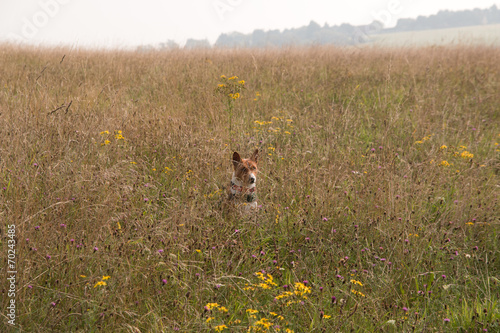 Dog among wild flowers photo