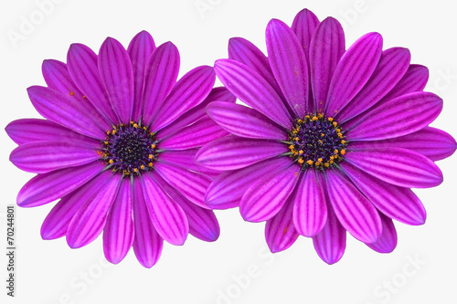 purple daisies on white photo