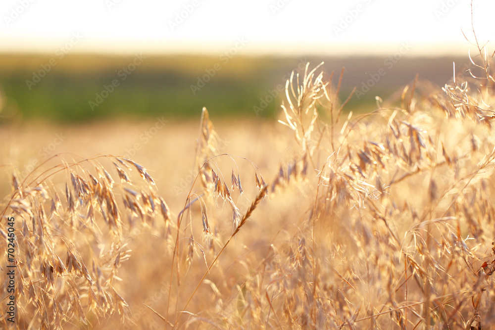 Fototapeta premium Wild plant in field