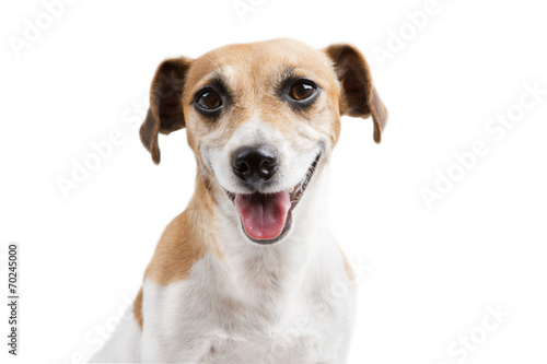 Beautiful smiling dog portrait