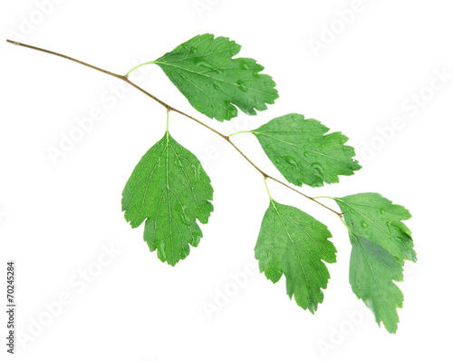 Currant brunch on white background isolated