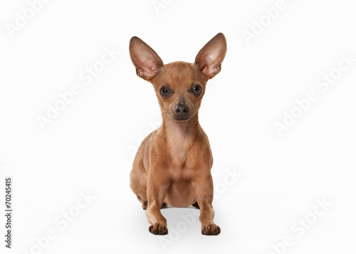 Russian toy terrier puppy on white background