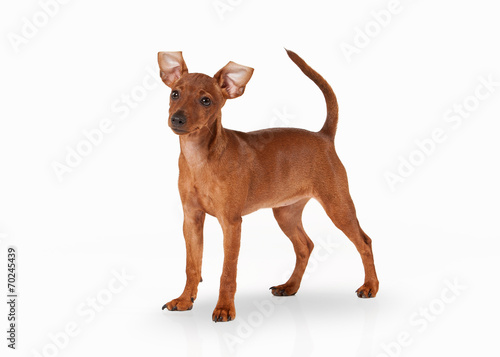 zwergpinscher puppy on white background