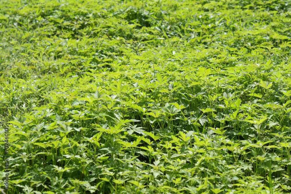 Grass green Grass green