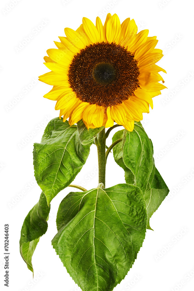 Obraz premium sunflower isolated on white background