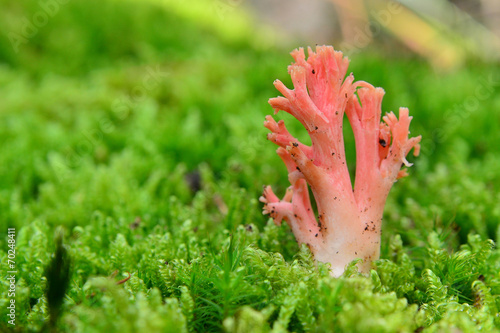 ramaria botrytis photo