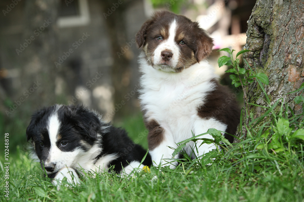 Two amazing puppies lying together in the grass Two amazing puppies lying together in the grass