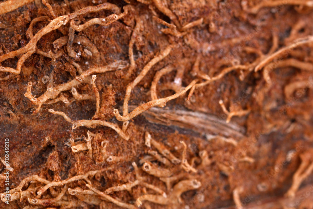 Coconut close-up Coconut close-up