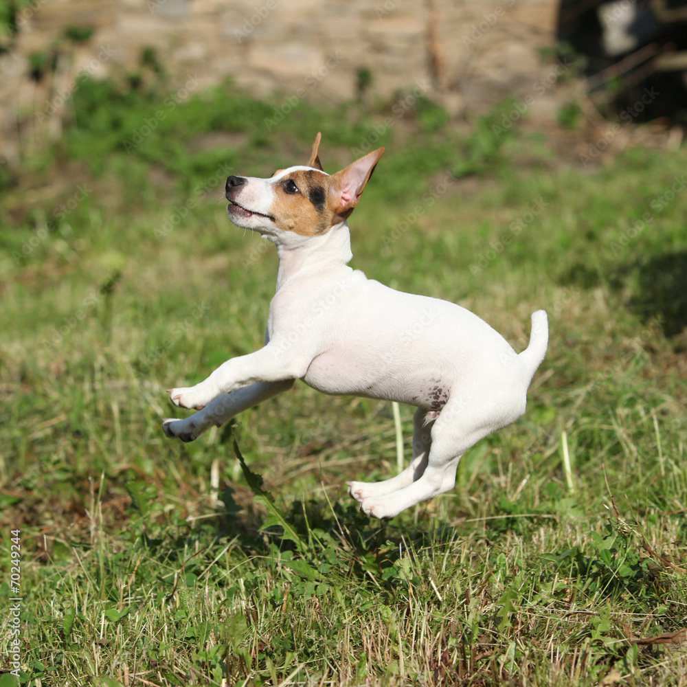 Crazy puppy of jack russell terrier jumping