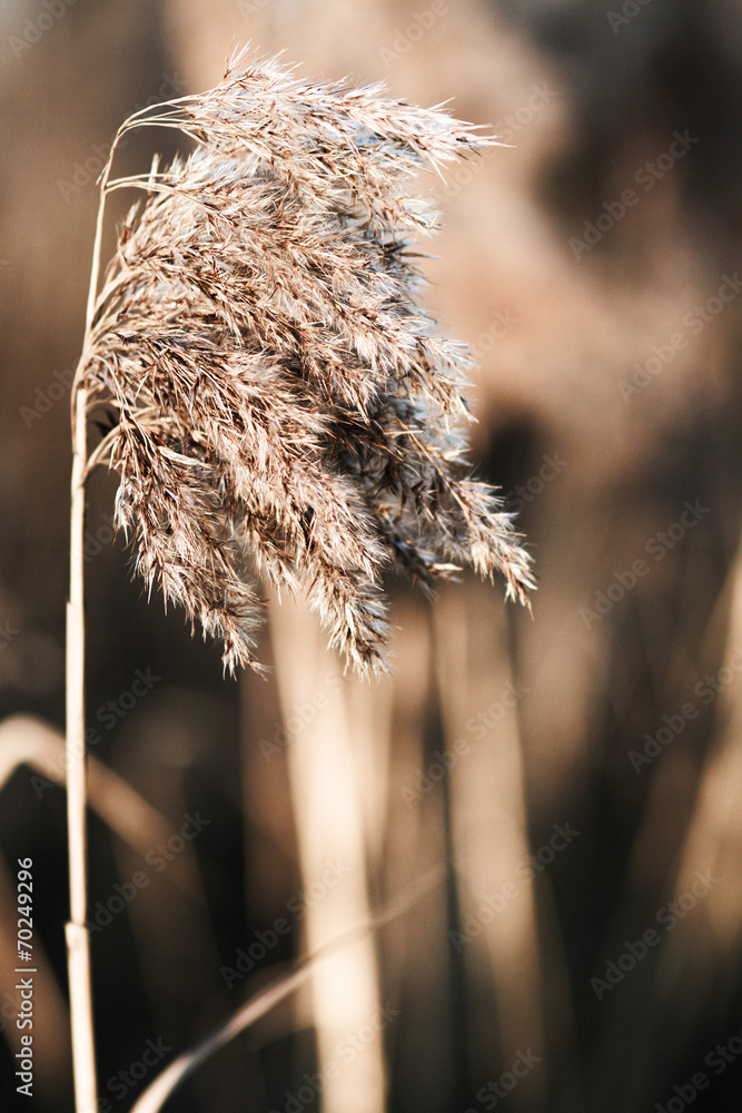Yellow reed Yellow reed