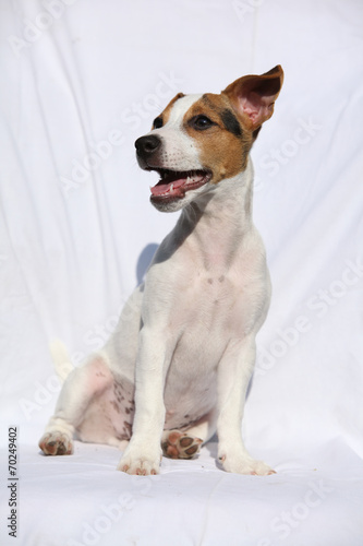 Gorgeous jack russell terrier sitting