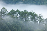 Foggy pines trees