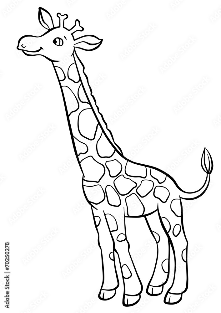 Fototapeta premium Giraffe eating leaves from the tree