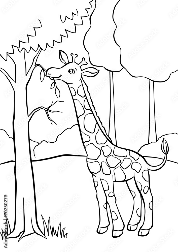 Naklejka premium Giraffe eating leaves from the tree