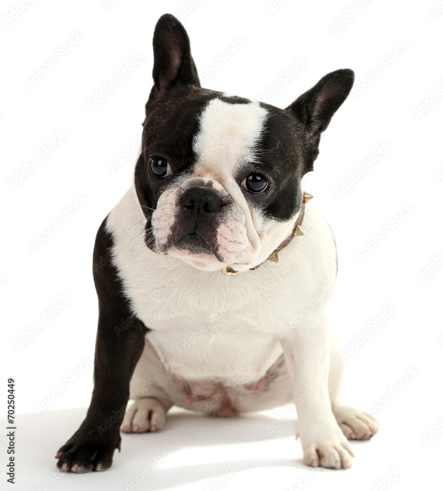 Cute French bulldog isolated on white